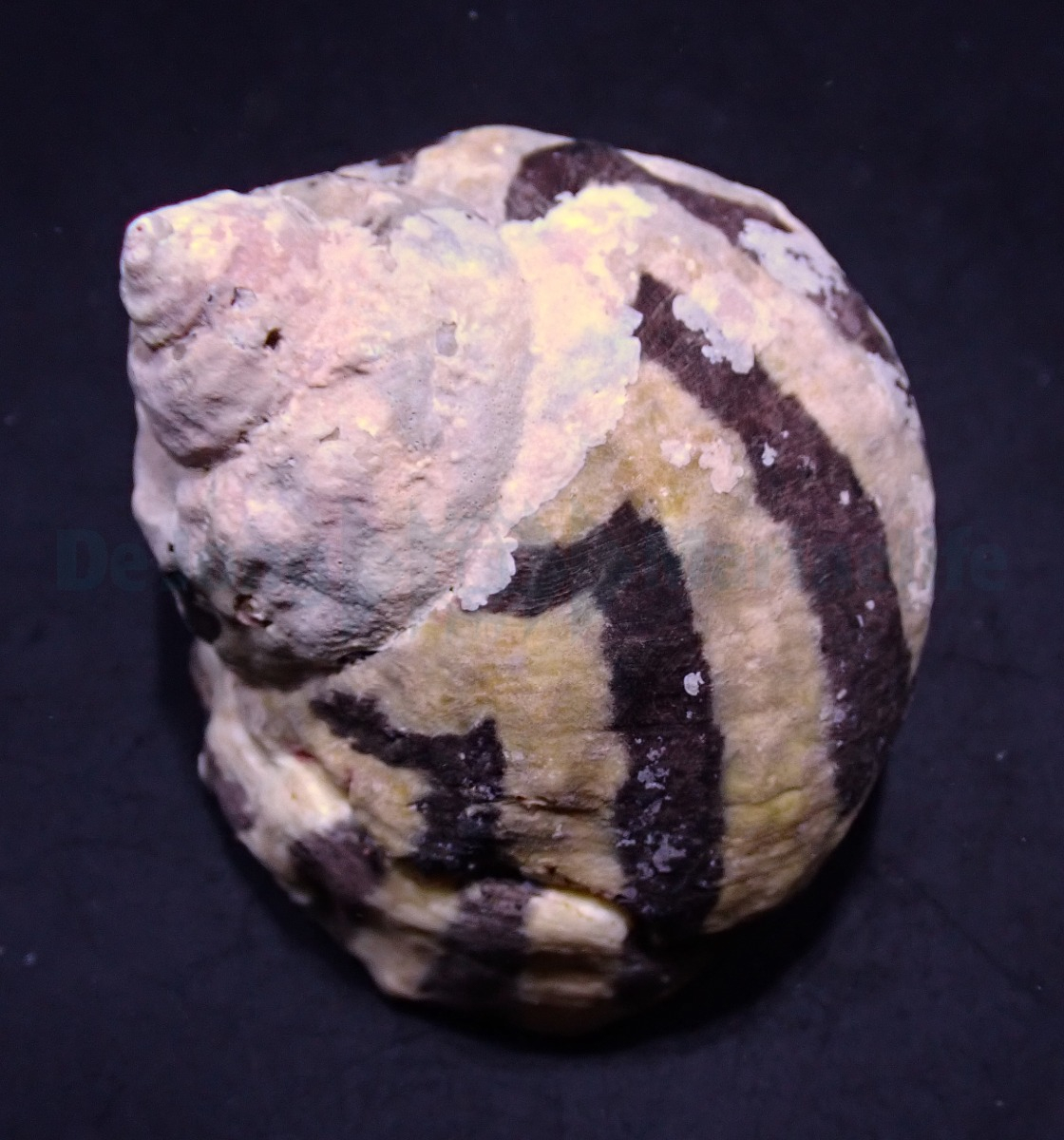 Cittarium Pica