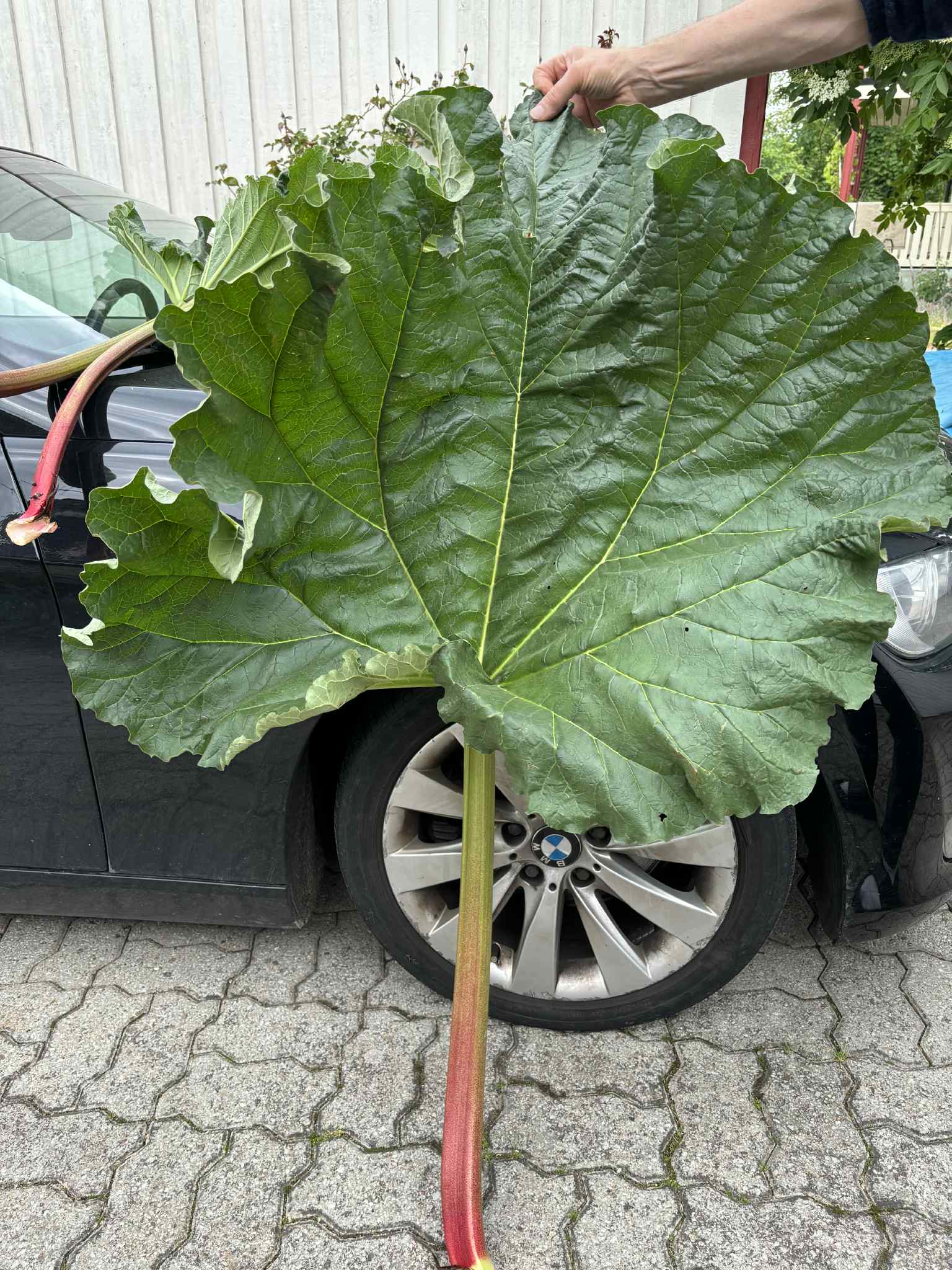 Evas Ölands rabarber  20 frö - 3