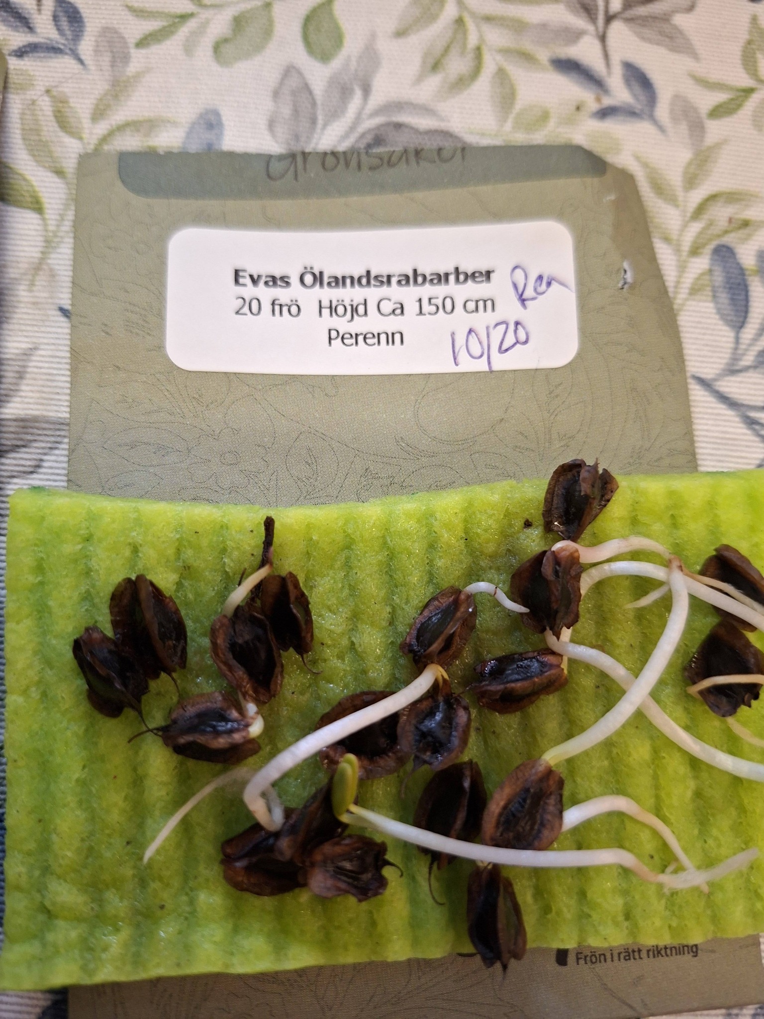 Evas Ölands rabarber  20 frö - 4