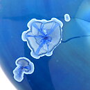 Isak Isaksson (2016) Unique Vase with Blue Crystalline Glaze 14 cm
