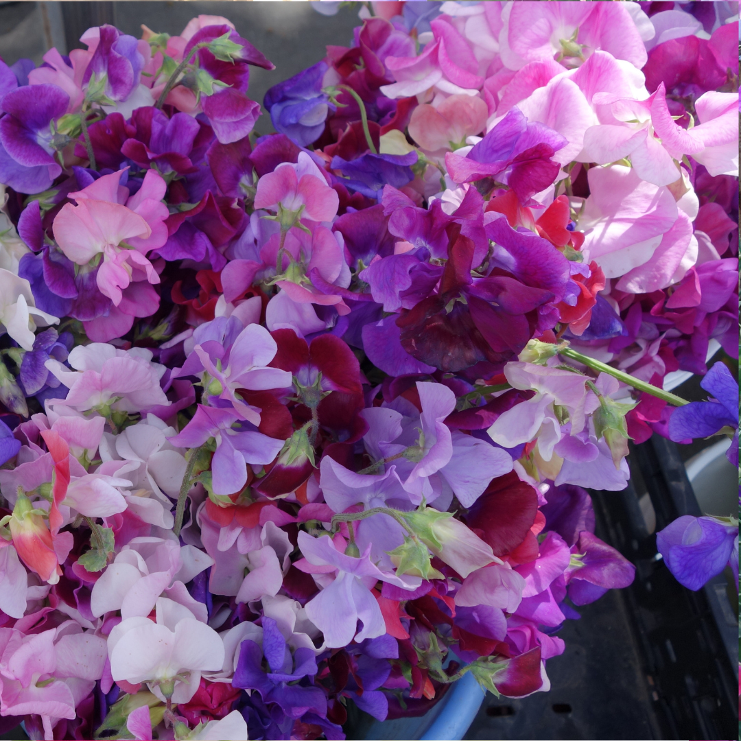 Luktärt - Elegance Mix - Snittblomsodling