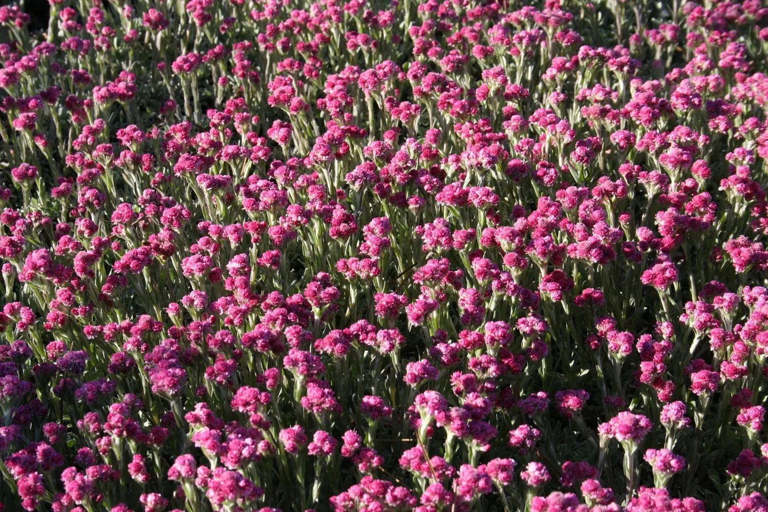 1532 Antennaria dioica  Rotes Wunder  I  Svenskt namn  :Kattfot  I  Krukstorlek   : 11c  I  Förväntad Höjd  :  5 cm  I  Blomningstid :  maj-juni - 3