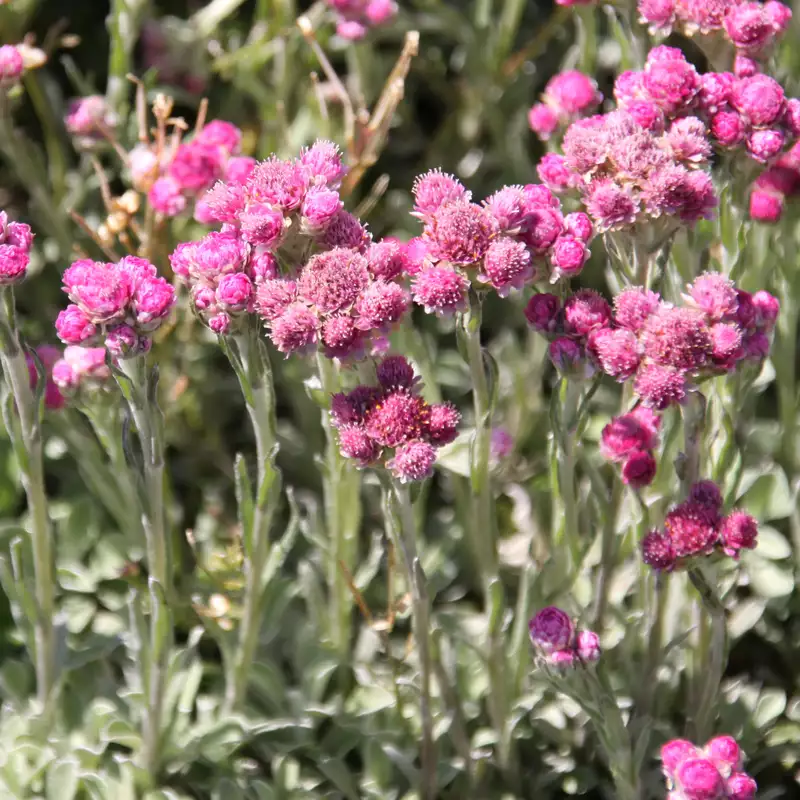 1532 Antennaria dioica  Rotes Wunder  I  Svenskt namn  :Kattfot  I  Krukstorlek   : 11c  I  Förväntad Höjd  :  5 cm  I  Blomningstid :  maj-juni