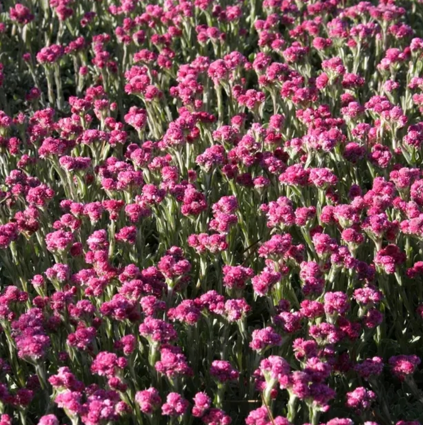 1532 Antennaria dioica  Rotes Wunder  I  Svenskt namn  :Kattfot  I  Krukstorlek   : 11c  I  Förväntad Höjd  :  5 cm  I  Blomningstid :  maj-juni - 2