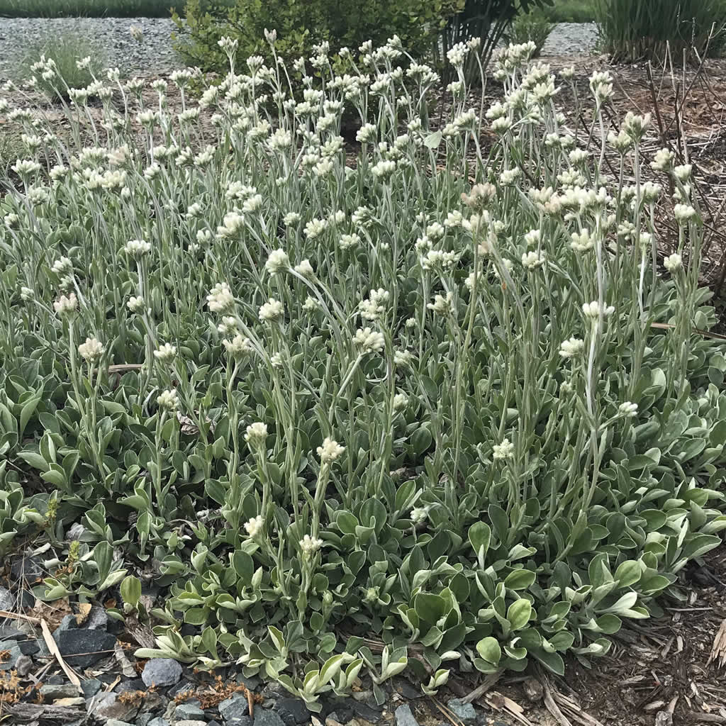 1550  Antennaria plantaginifolia  I  Svenskt namn  :Jättekattfot  I  Krukstorlek   : 11c  I  Förväntad Höjd  :  15 cm  I  Blomningstid :  juni-juli