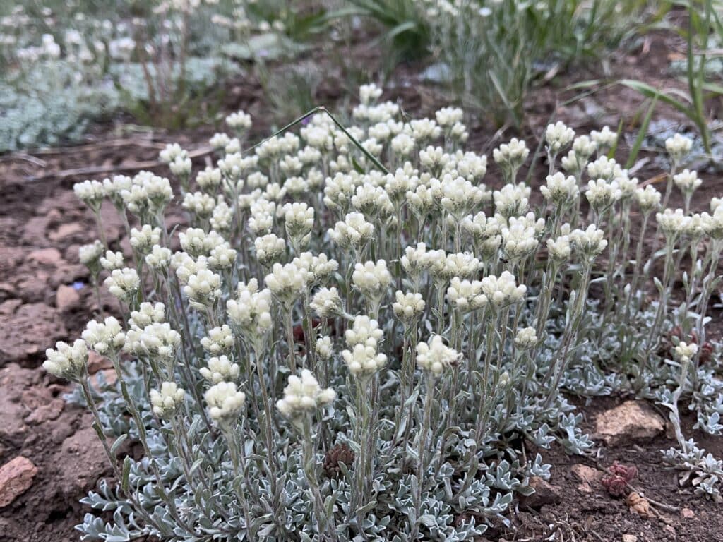 1550  Antennaria plantaginifolia  I  Svenskt namn  :Jättekattfot  I  Krukstorlek   : 11c  I  Förväntad Höjd  :  15 cm  I  Blomningstid :  juni-juli - 2
