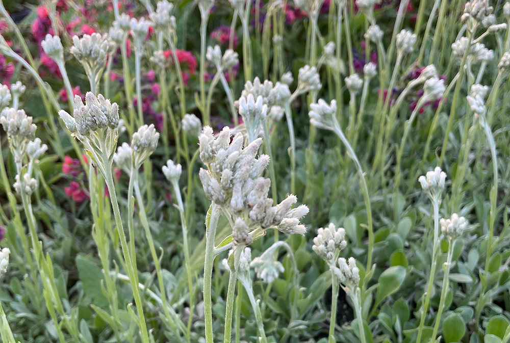 1550  Antennaria plantaginifolia  I  Svenskt namn  :Jättekattfot  I  Krukstorlek   : 11c  I  Förväntad Höjd  :  15 cm  I  Blomningstid :  juni-juli - 3