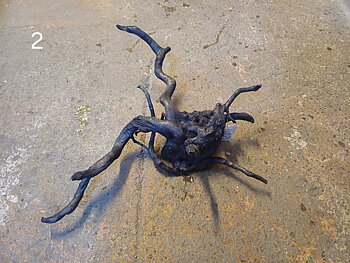 Black Moor Wood 40-45CM