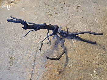 Black Moor Wood 40-45CM