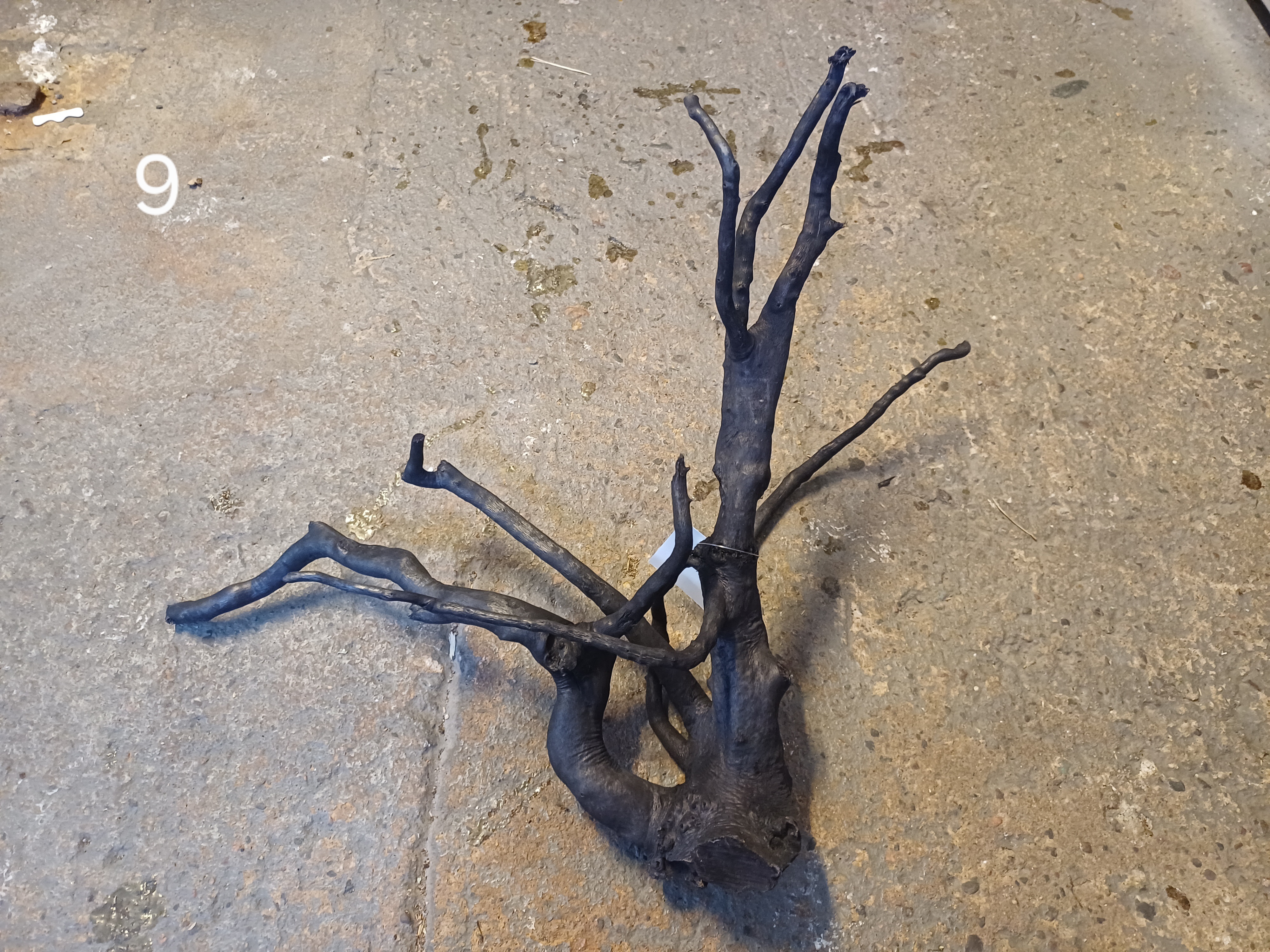 Black Moor Wood 40-45CM