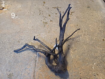 Black Moor Wood 40-45CM