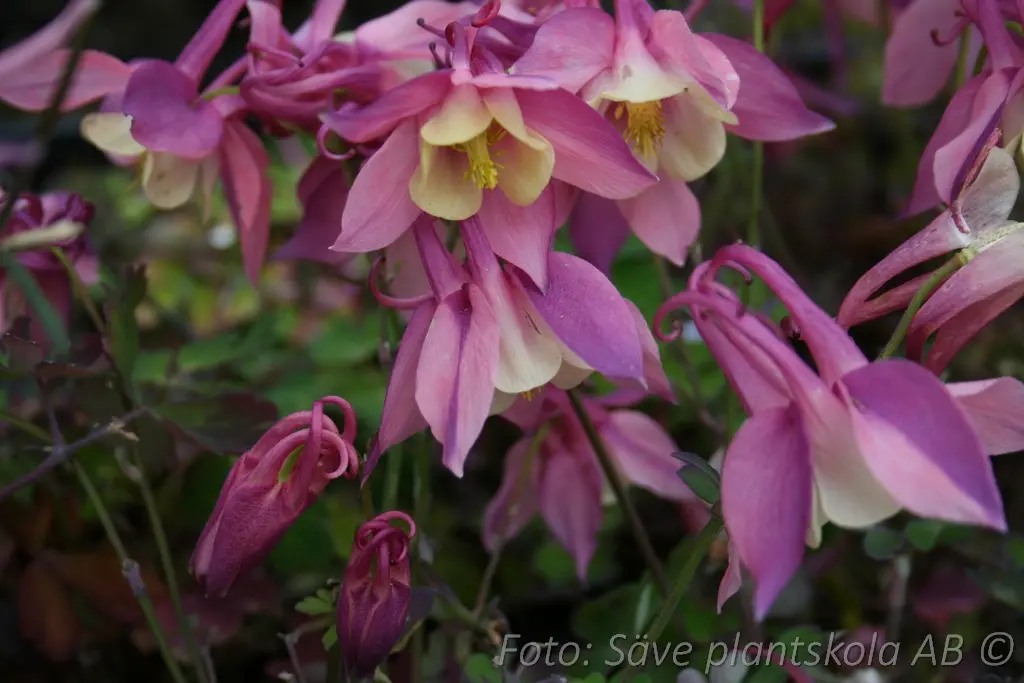 1646  Aquilegia  Spring Magic Red  I  Svenskt namn  :Akleja  I  Krukstorlek   : 11c  I  Förväntad Höjd  :  40 cm  I  Blomningstid :  maj-juni - 3