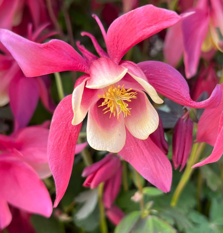 1646  Aquilegia  Spring Magic Red  I  Svenskt namn  :Akleja  I  Krukstorlek   : 11c  I  Förväntad Höjd  :  40 cm  I  Blomningstid :  maj-juni - 2