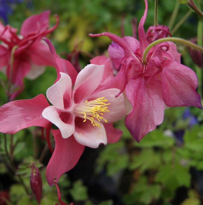 1646  Aquilegia  Spring Magic Red  I  Svenskt namn  :Akleja  I  Krukstorlek   : 11c  I  Förväntad Höjd  :  40 cm  I  Blomningstid :  maj-juni