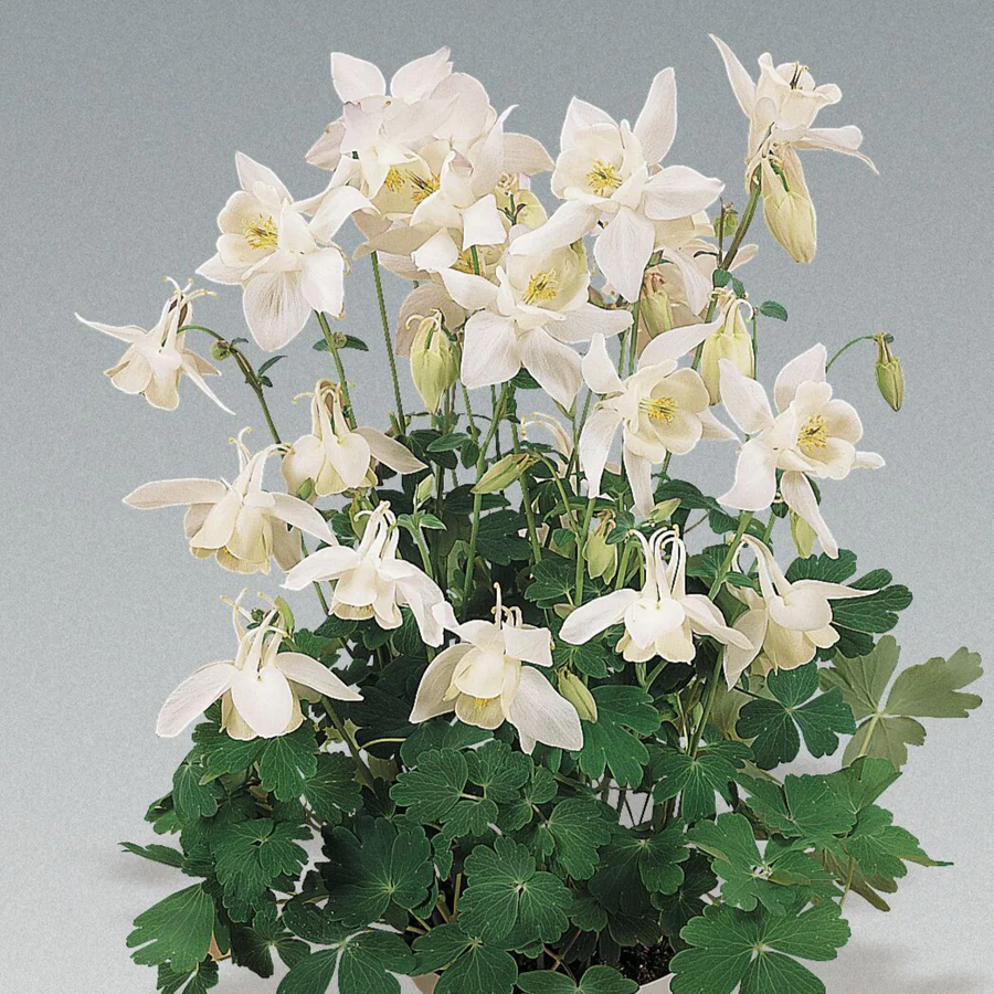 1647  Aquilegia  Spring Magic White  I  Svenskt namn  :Akleja  I  Krukstorlek   : 11c  I  Förväntad Höjd  :  40 cm  I  Blomningstid :  maj-juni - 2