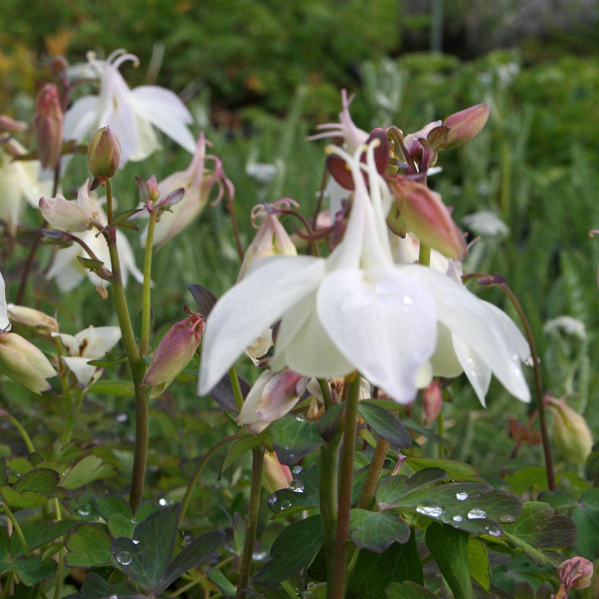 1647  Aquilegia  Spring Magic White  I  Svenskt namn  :Akleja  I  Krukstorlek   : 11c  I  Förväntad Höjd  :  40 cm  I  Blomningstid :  maj-juni - 4