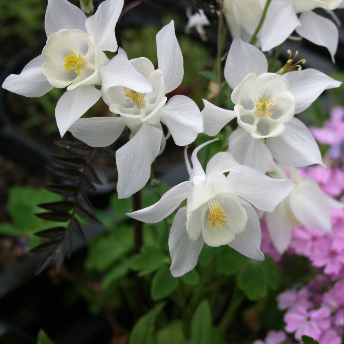 1647  Aquilegia  Spring Magic White  I  Svenskt namn  :Akleja  I  Krukstorlek   : 11c  I  Förväntad Höjd  :  40 cm  I  Blomningstid :  maj-juni