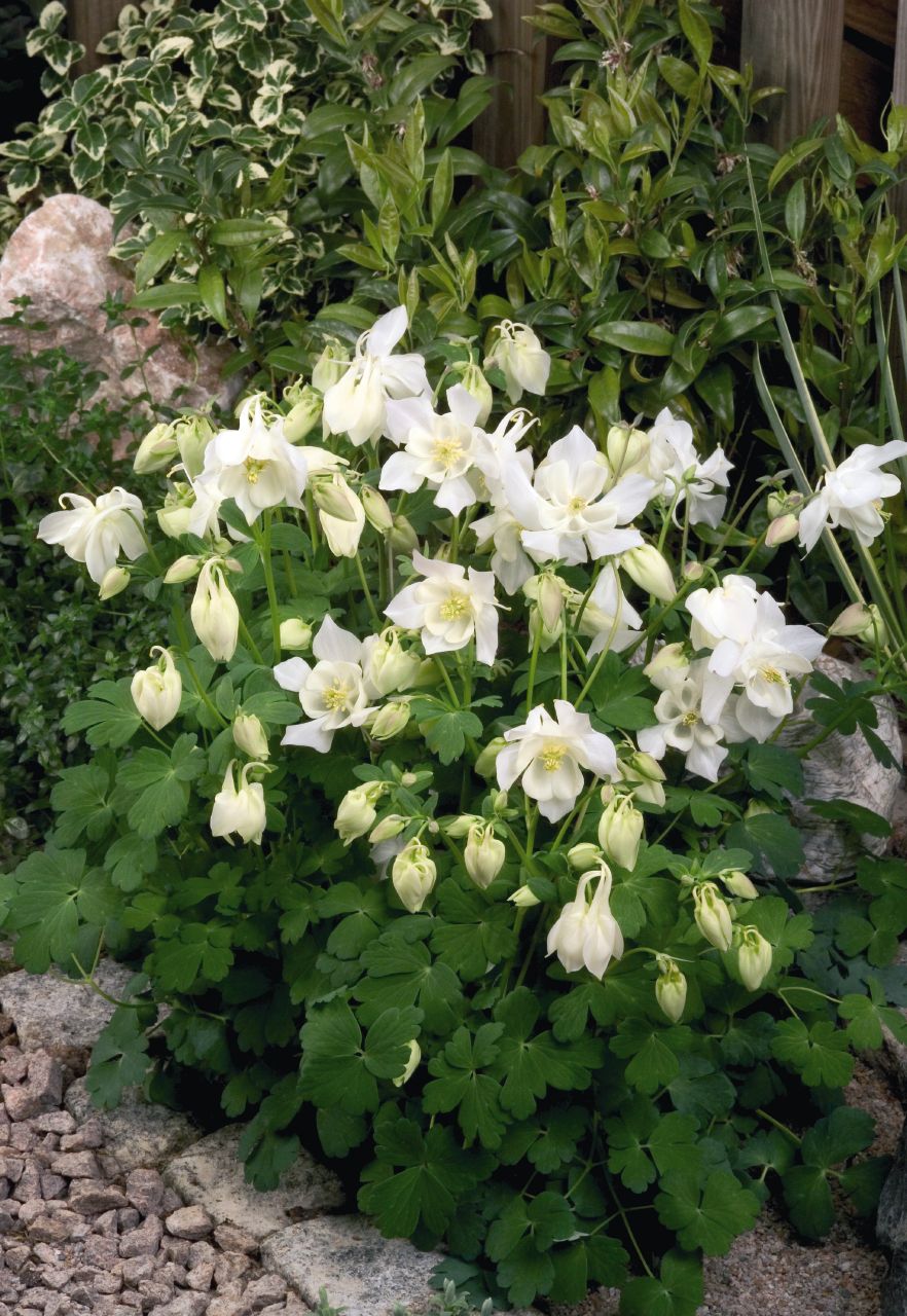 1647  Aquilegia  Spring Magic White  I  Svenskt namn  :Akleja  I  Krukstorlek   : 11c  I  Förväntad Höjd  :  40 cm  I  Blomningstid :  maj-juni - 3