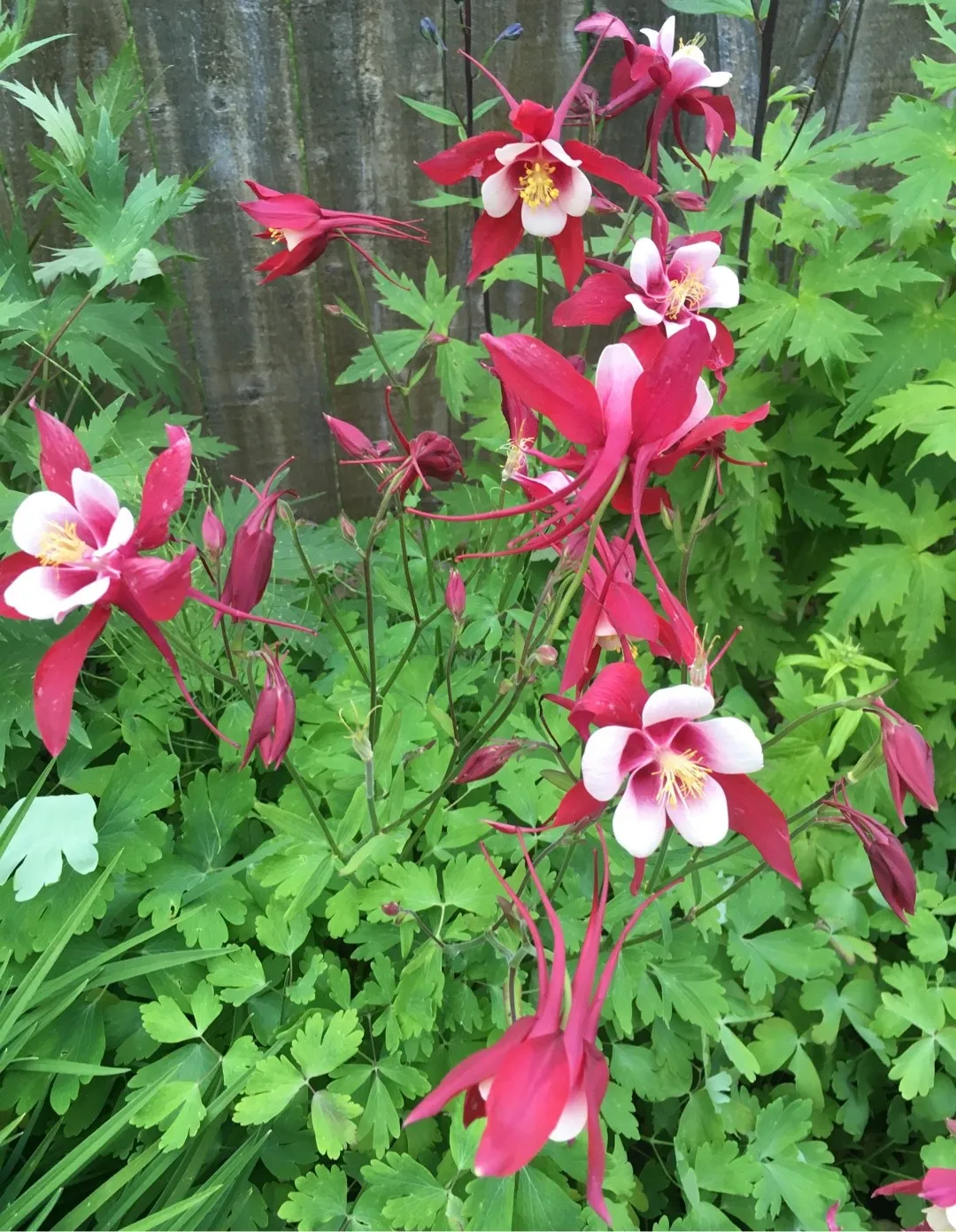 1585  Aquilegia caerulea Crimson Star  I  Svenskt namn  :Pastellakleja  I  Krukstorlek   : 11c  I  Förväntad Höjd  :  60 cm  I  Blomningstid :  juni-juli - 2