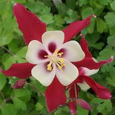 1585  Aquilegia caerulea Crimson Star  I  Svenskt namn  :Pastellakleja  I  Krukstorlek   : 11c  I  Förväntad Höjd  :  60 cm  I  Blomningstid :  juni-juli - 3