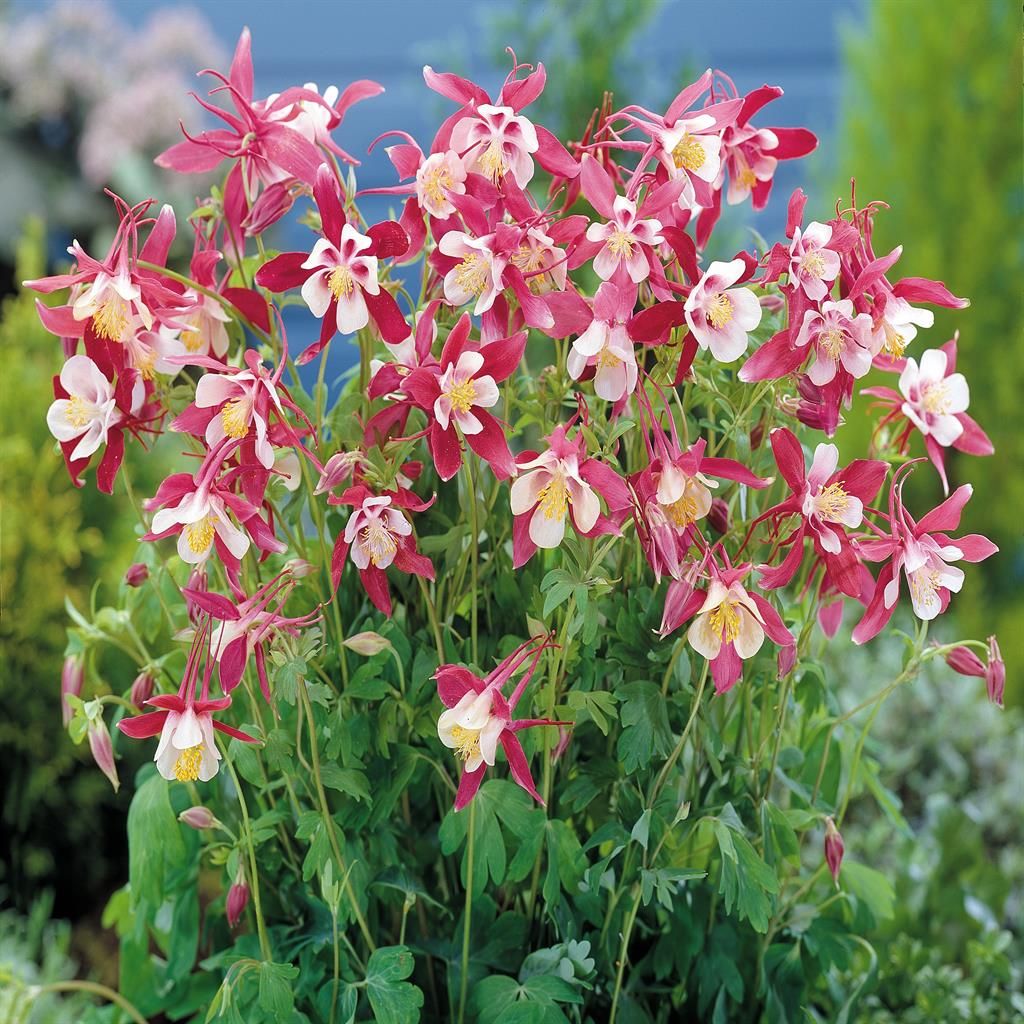 1585  Aquilegia caerulea Crimson Star  I  Svenskt namn  :Pastellakleja  I  Krukstorlek   : 11c  I  Förväntad Höjd  :  60 cm  I  Blomningstid :  juni-juli