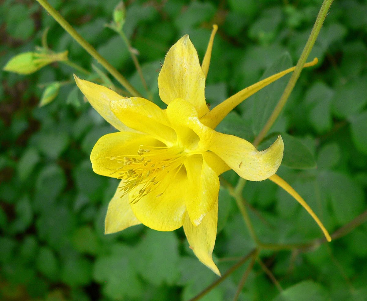 1650  Aquilegia chrysantha  Yellow Queen  I  Svenskt namn  :Guldakleja  I  Krukstorlek   : 11c  I  Förväntad Höjd  :  70 cm  I  Blomningstid :  juni-juli - 3