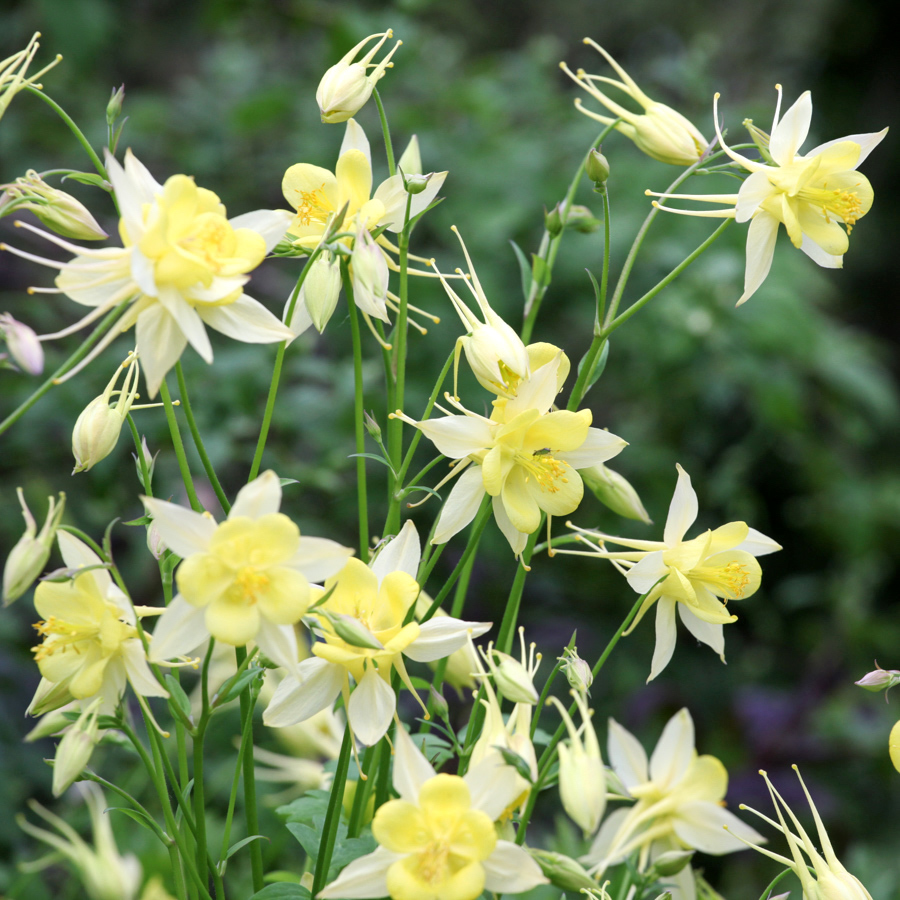 1650  Aquilegia chrysantha  Yellow Queen  I  Svenskt namn  :Guldakleja  I  Krukstorlek   : 11c  I  Förväntad Höjd  :  70 cm  I  Blomningstid :  juni-juli