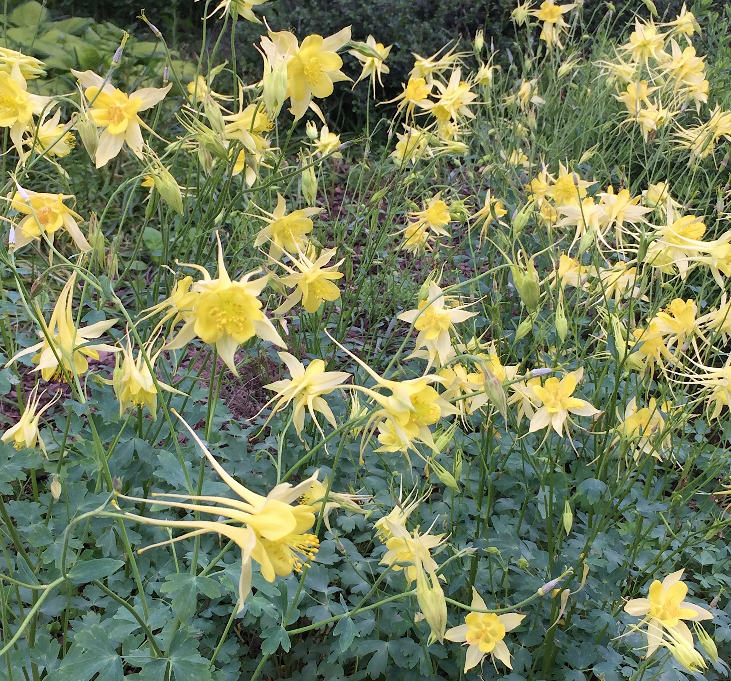1650  Aquilegia chrysantha  Yellow Queen  I  Svenskt namn  :Guldakleja  I  Krukstorlek   : 11c  I  Förväntad Höjd  :  70 cm  I  Blomningstid :  juni-juli - 2