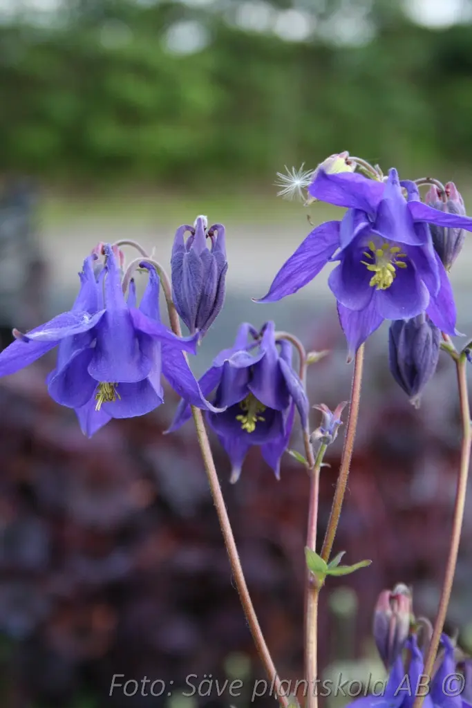1673  Aquilegia vulgaris  I  Svenskt namn  :Akleja  I  Krukstorlek   : 11c  I  Förväntad Höjd  :  60 cm  I  Blomningstid :  juni-juli - 2
