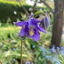 1673  Aquilegia vulgaris  I  Svenskt namn  :Akleja  I  Krukstorlek   : 11c  I  Förväntad Höjd  :  60 cm  I  Blomningstid :  juni-juli
