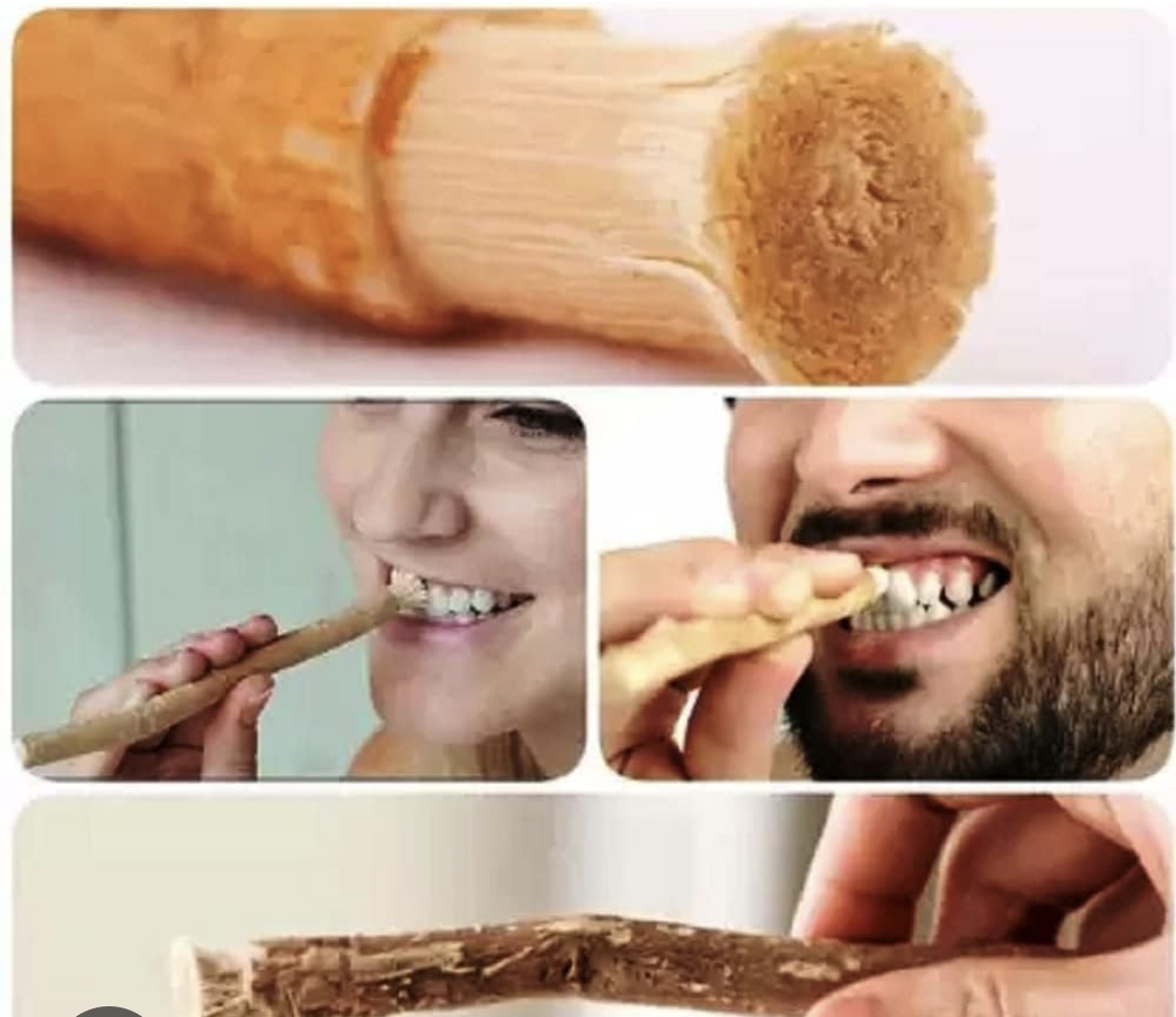 Tandträd (Miswak) - 3