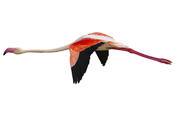 StraighAsAPencil