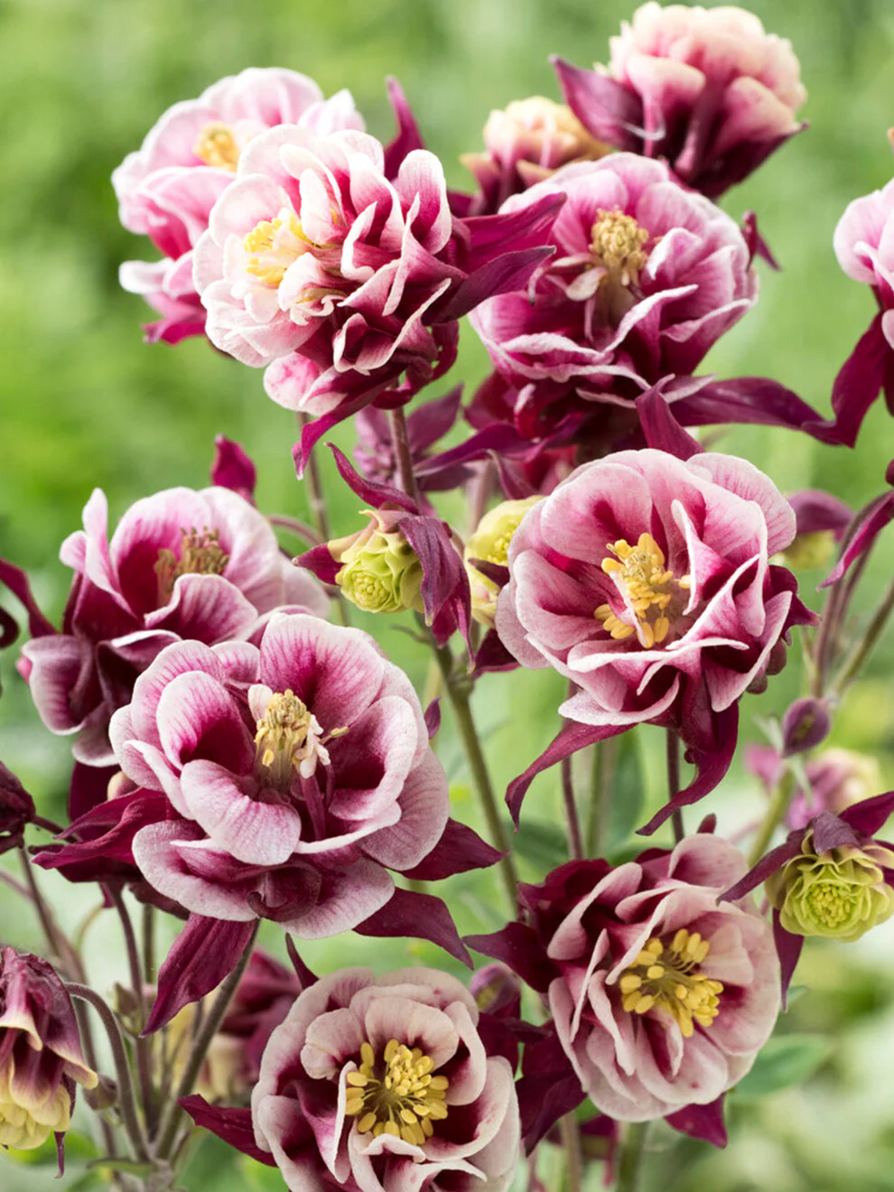 1681  Aquilegia vulgaris  Winky Double Red & White  I  Svenskt namn  :Akleja  I  Krukstorlek   : 11c  I  Förväntad Höjd  :  30 cm  I  Blomningstid :  maj-juni - 3