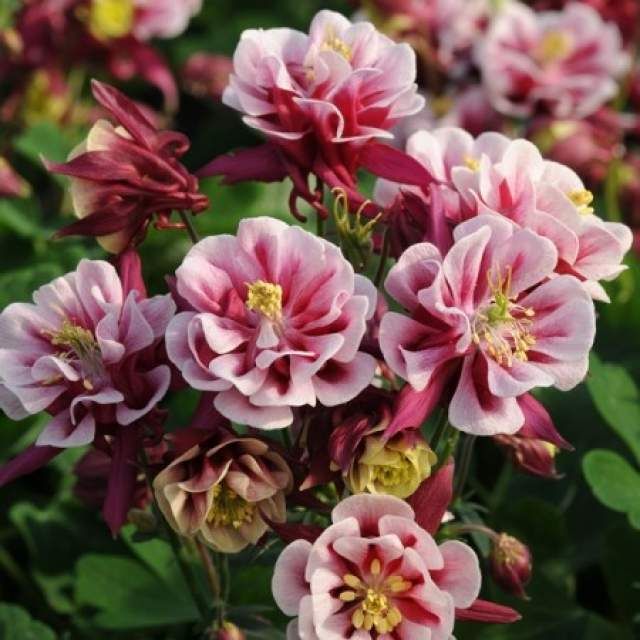 1681  Aquilegia vulgaris  Winky Double Red & White  I  Svenskt namn  :Akleja  I  Krukstorlek   : 11c  I  Förväntad Höjd  :  30 cm  I  Blomningstid :  maj-juni