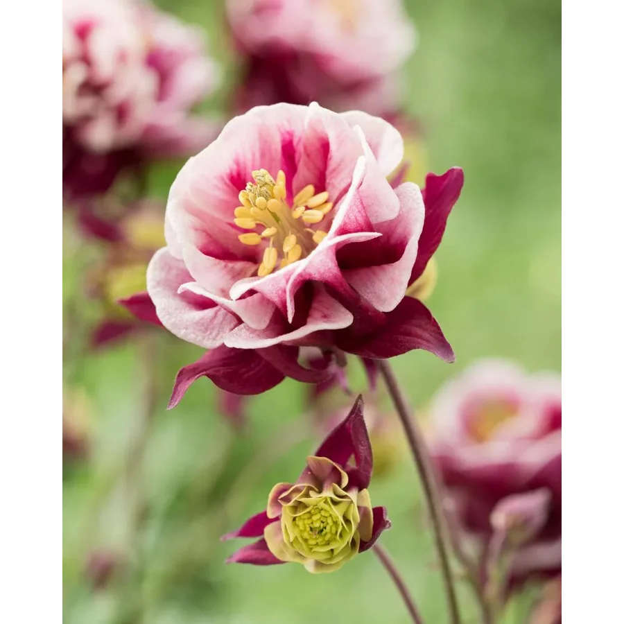 1681  Aquilegia vulgaris  Winky Double Red & White  I  Svenskt namn  :Akleja  I  Krukstorlek   : 11c  I  Förväntad Höjd  :  30 cm  I  Blomningstid :  maj-juni - 2