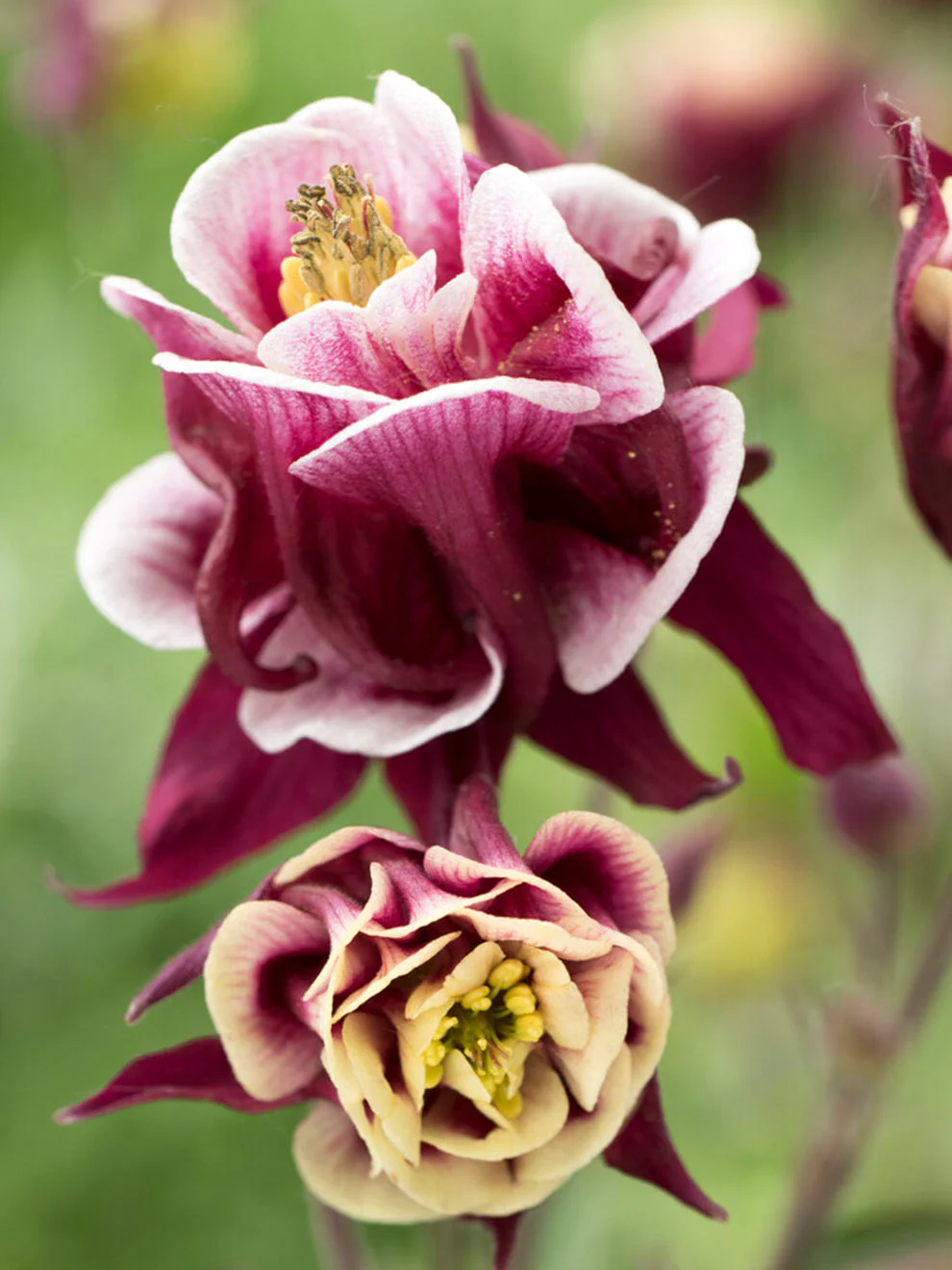 1681  Aquilegia vulgaris  Winky Double Red & White  I  Svenskt namn  :Akleja  I  Krukstorlek   : 11c  I  Förväntad Höjd  :  30 cm  I  Blomningstid :  maj-juni - 4