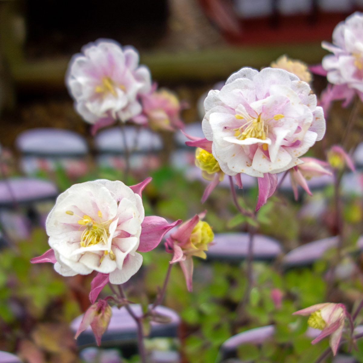 1682  Aquilegia vulgaris  Winky Double Rose & White  I  Svenskt namn  :Akleja  I  Krukstorlek   : 11c  I  Förväntad Höjd  :  30 cm  I  Blomningstid :  maj-juni - 2