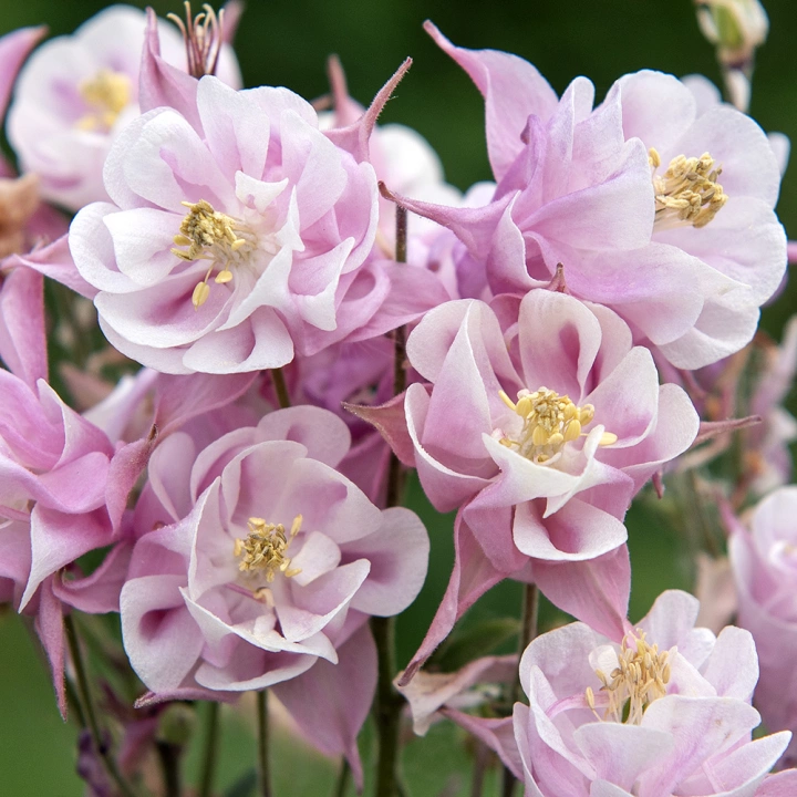 1682  Aquilegia vulgaris  Winky Double Rose & White  I  Svenskt namn  :Akleja  I  Krukstorlek   : 11c  I  Förväntad Höjd  :  30 cm  I  Blomningstid :  maj-juni