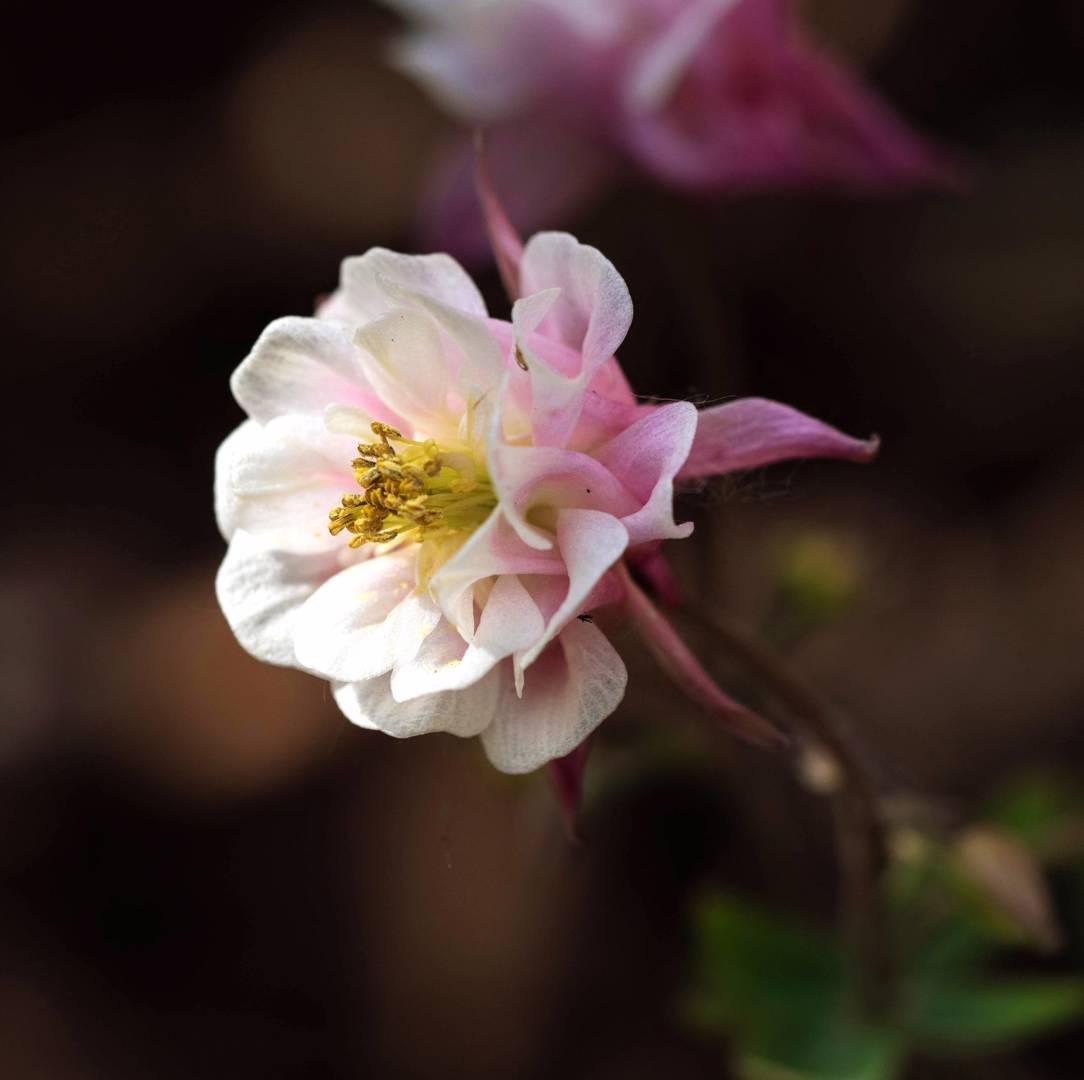 1682  Aquilegia vulgaris  Winky Double Rose & White  I  Svenskt namn  :Akleja  I  Krukstorlek   : 11c  I  Förväntad Höjd  :  30 cm  I  Blomningstid :  maj-juni - 3