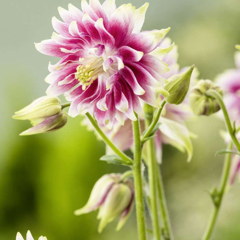 1675  Aquilegia vulgaris stellata  Nora Barlow  I  Svenskt namn  :Stjärnakleja  I  Krukstorlek   : 11c  I  Förväntad Höjd  :  70 cm  I  Blomningstid :  juni-juli - 4