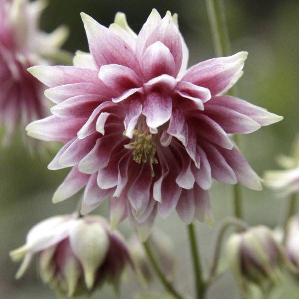 1675  Aquilegia vulgaris stellata  Nora Barlow  I  Svenskt namn  :Stjärnakleja  I  Krukstorlek   : 11c  I  Förväntad Höjd  :  70 cm  I  Blomningstid :  juni-juli - 3