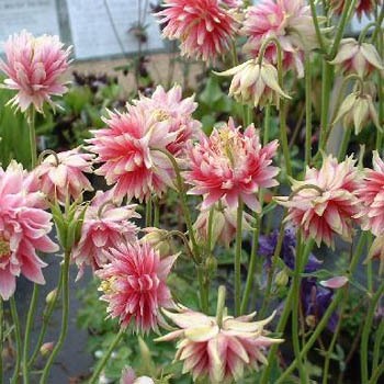 1675  Aquilegia vulgaris stellata  Nora Barlow  I  Svenskt namn  :Stjärnakleja  I  Krukstorlek   : 11c  I  Förväntad Höjd  :  70 cm  I  Blomningstid :  juni-juli - 2