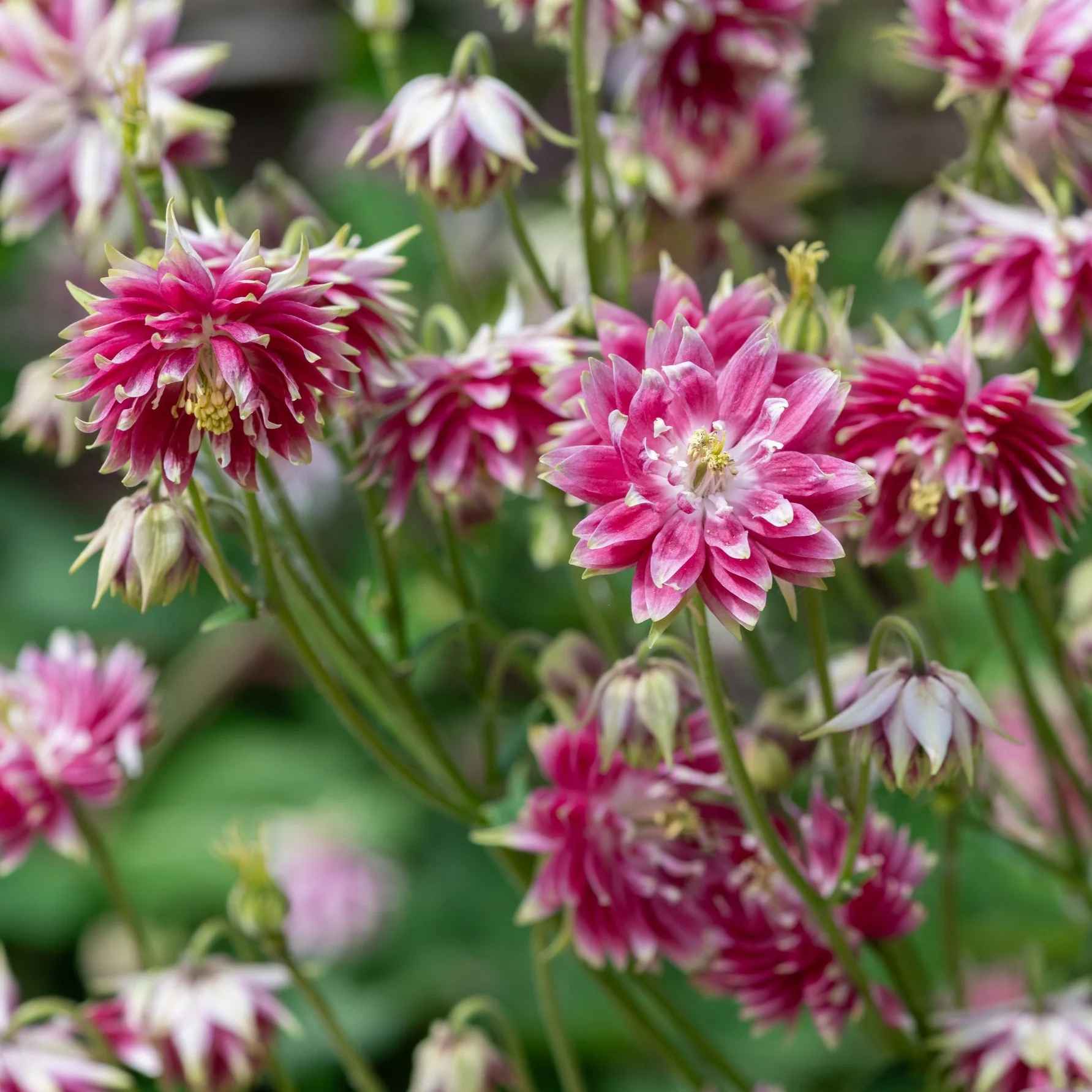 1675  Aquilegia vulgaris stellata  Nora Barlow  I  Svenskt namn  :Stjärnakleja  I  Krukstorlek   : 11c  I  Förväntad Höjd  :  70 cm  I  Blomningstid :  juni-juli