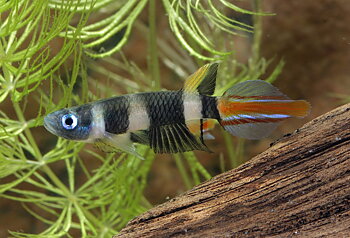 Clownkilli (Epiplatys annulatus)