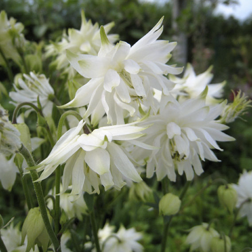 1702  Aquilegia vulgaris stellata  White Barlow  I  Svenskt namn  :Stjärnakleja  I  Krukstorlek   : 11c  I  Förväntad Höjd  :  70 cm  I  Blomningstid :  juni-juli - 2