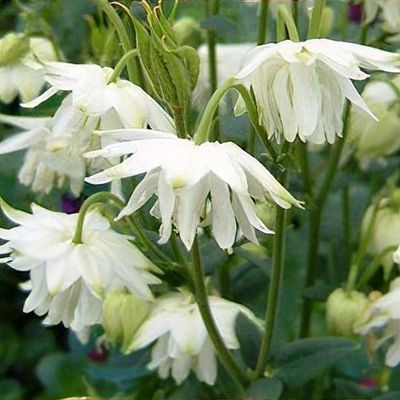 1702  Aquilegia vulgaris stellata  White Barlow  I  Svenskt namn  :Stjärnakleja  I  Krukstorlek   : 11c  I  Förväntad Höjd  :  70 cm  I  Blomningstid :  juni-juli