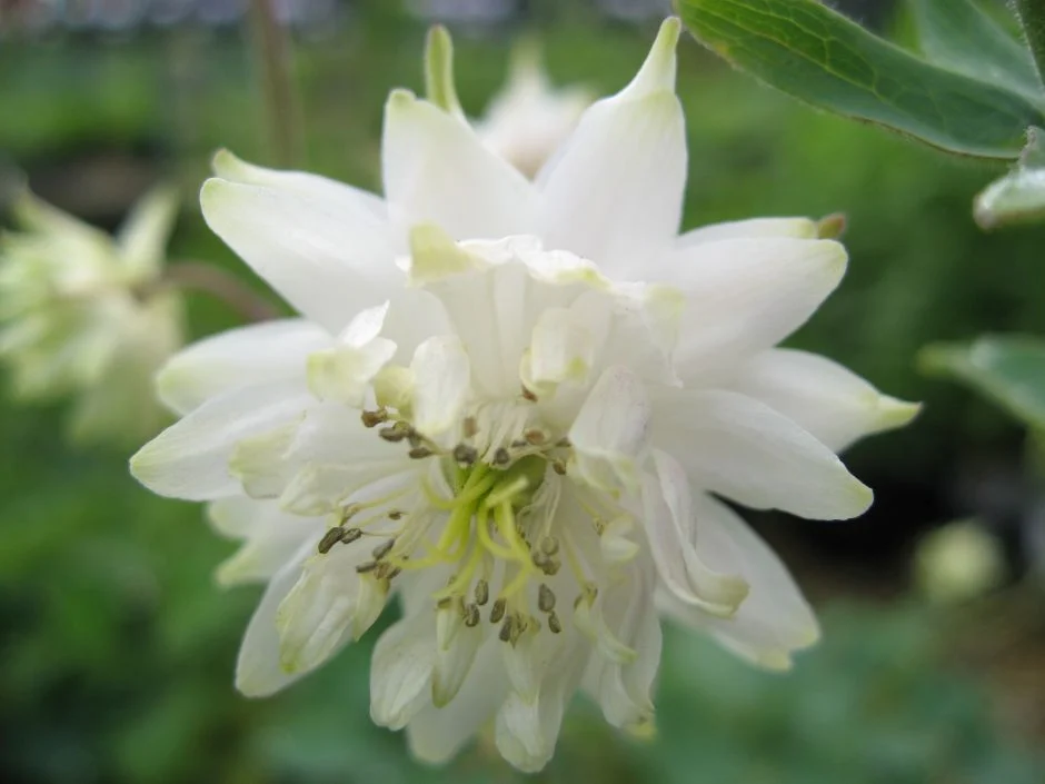 1702  Aquilegia vulgaris stellata  White Barlow  I  Svenskt namn  :Stjärnakleja  I  Krukstorlek   : 11c  I  Förväntad Höjd  :  70 cm  I  Blomningstid :  juni-juli - 4