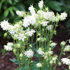 1702  Aquilegia vulgaris stellata  White Barlow  I  Svenskt namn  :Stjärnakleja  I  Krukstorlek   : 11c  I  Förväntad Höjd  :  70 cm  I  Blomningstid :  juni-juli - 3
