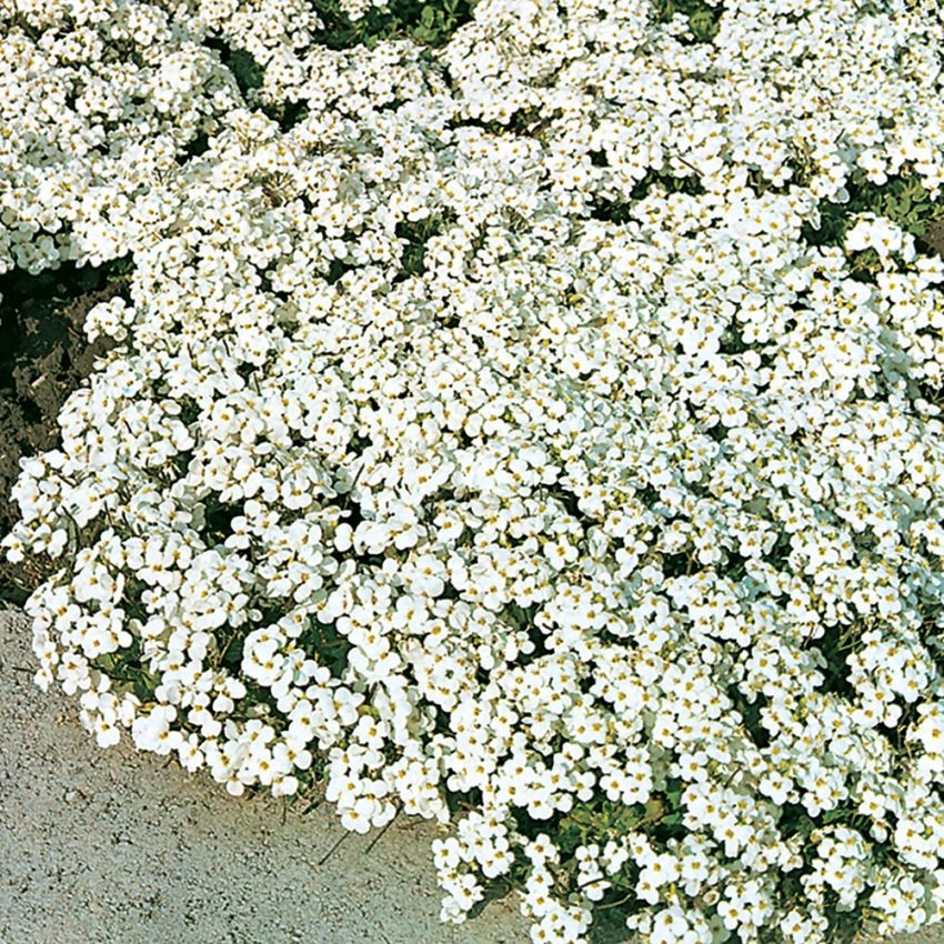 1762  Arabis caucasica  Snow Cap  I  Svenskt namn  :Fagertrav  I  Krukstorlek   : 11c  I  Förväntad Höjd  :  15 cm  I  Blomningstid :  april-maj - 4