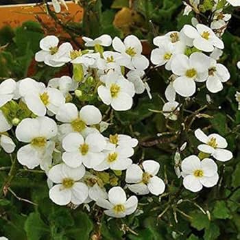 1762  Arabis caucasica  Snow Cap  I  Svenskt namn  :Fagertrav  I  Krukstorlek   : 11c  I  Förväntad Höjd  :  15 cm  I  Blomningstid :  april-maj - 2